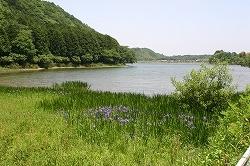 森に囲まれた大きな農業用ため池の写真