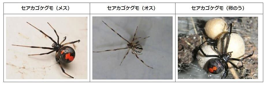 セアカゴケグモ写真