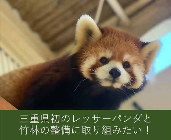 レッサーパンダ0529