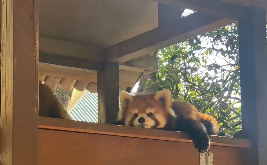 レッサーパンダ2