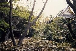 たくさんの木々の奥に法泉寺の建物が見える庭園の写真