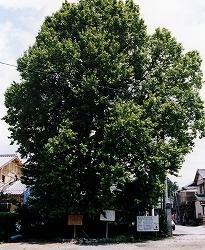 住宅街の一角にたくさんの葉がついている大きなフウ樹がある写真