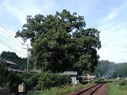 線路沿いにある大きな巨木の大楠の写真