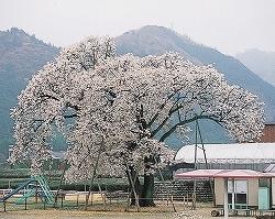 公園の真ん中にあり大きな枝を広げている満開の波多瀬の山桜の写真