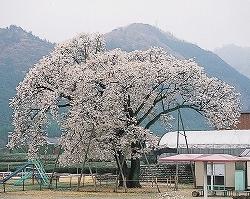 公園の真ん中にあり大きな枝を広げている満開の波多瀬の山桜の写真