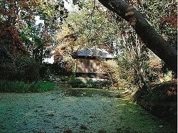 木々に覆われた沼地の奥に小さな小屋のような建物がある快楽園の写真