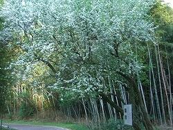 竹林の手前にいくつもに分枝しているマメナシの高木の写真