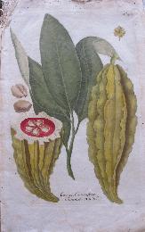 ワインマン植物図譜