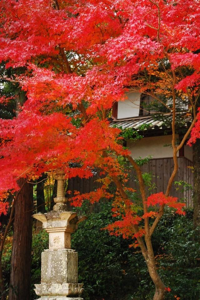 真っ赤なモミジの木の奥に法泉寺が見える写真