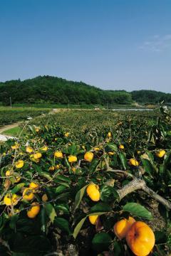 黄色の実を付けた柿畑の写真