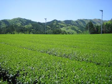 山々に囲まれた青々とした茶畑が広がっている写真