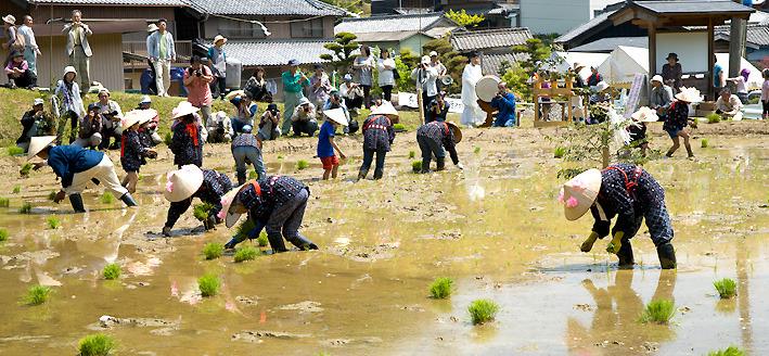 傘をかぶりモンペをきた方々が田植えをしている写真