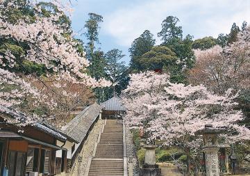 長く続く階段の奥に神社があり両側に桜が咲いている丹生大師の写真