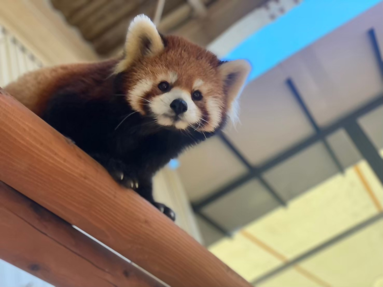 レッサーパンダ