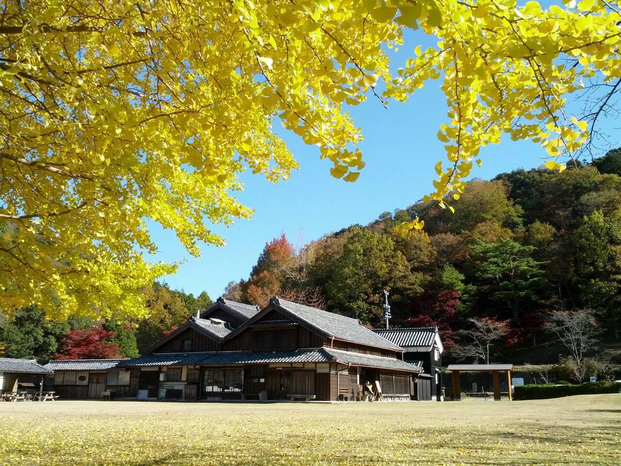 広い芝生の奥に木造の古い建物があり手前に黄色のイチョウの木がある写真