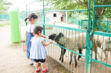 2人の女の子が柵越しに羊に餌をあげている写真