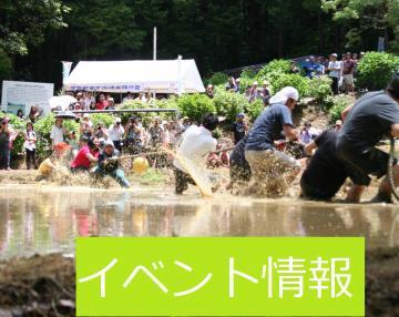 田んぼの中で泥まみれになりながら綱引きを行っているイベント情報の写真
