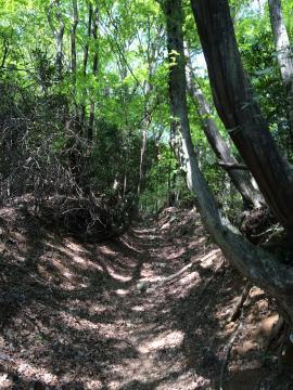 未整地の険しい山の中の写真