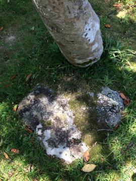 木の根元にあるハートの形をしている石の写真