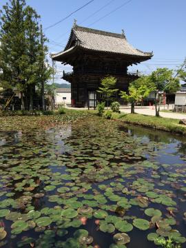 茶色の建物の前に緑の蓮の葉っぱが浮かんでいる池の写真