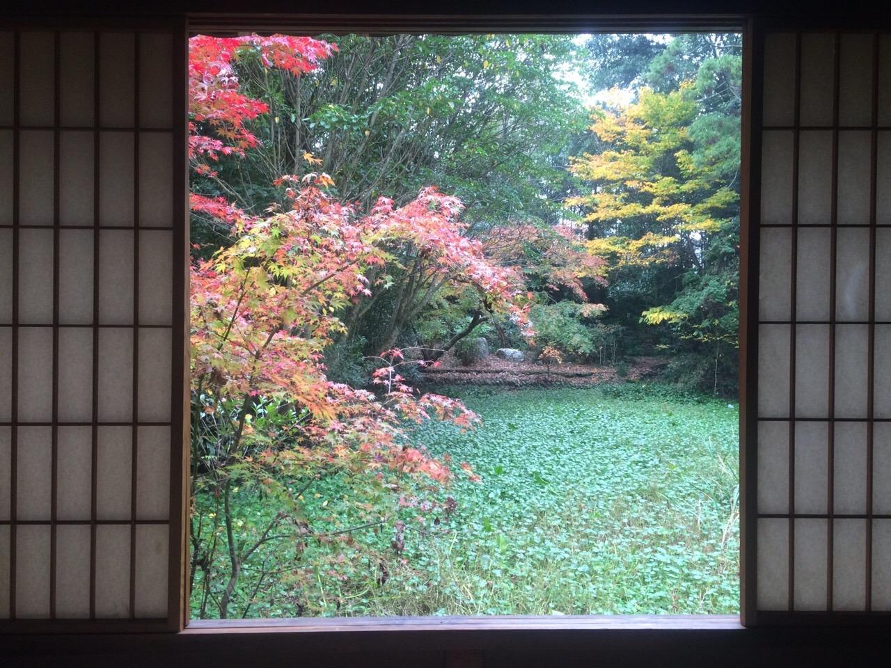 障子が開いた窓から、紅葉で赤や黄色に色づいている木々が見える美しい庭園の景色の写真