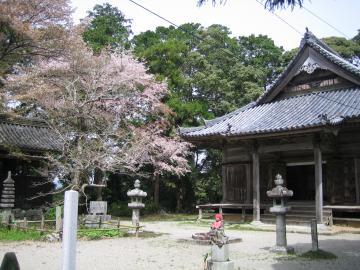 左側にピンク色の花が咲いている桜の木があり、右側に古くおもむきのある近長谷寺が写っている写真