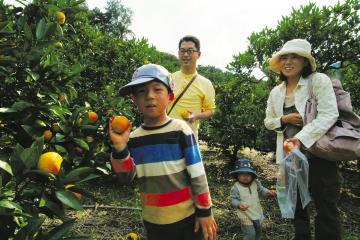 ご夫婦と男の子と小さな女の子の家族連れがミカン狩りをしている写真