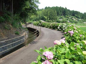 遊歩道沿いの右側には紫色のあじさいの花が咲いており、左側に立梅用水が流れている写真